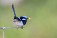 9 - FAIRY WREN WITH PETAL - WORMALD KIM - australia <div